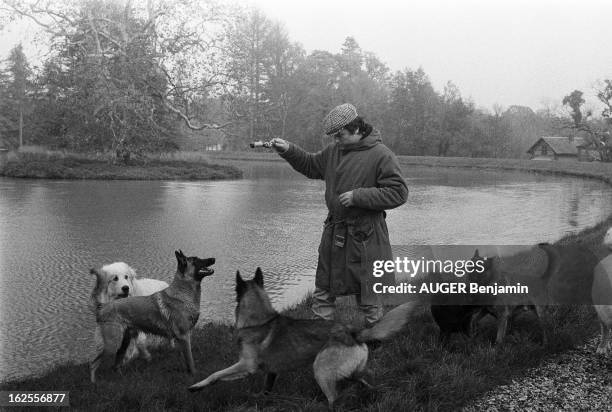 Rendezvous With Alain Delon For Its 41St Birthday. Alain DELON en bottes canadienne et casquette, un bâton à la main, jouant avec ses chiens - des...