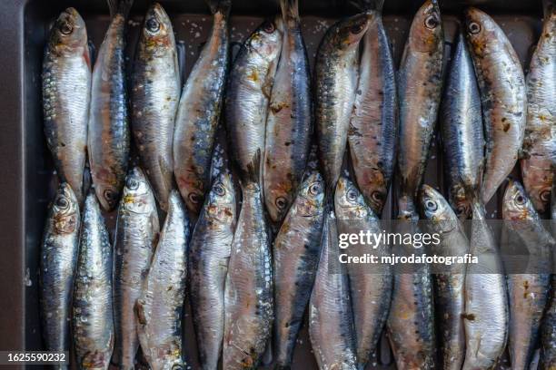 close up of sardines - sardine photos et images de collection
