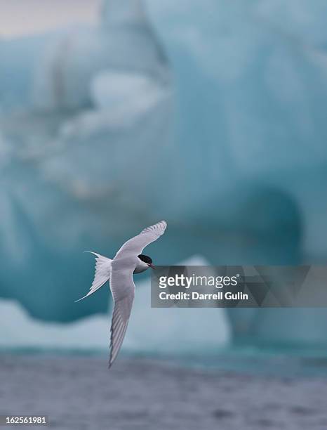 arctic tern in flight backdrop iceberg - tern stock pictures, royalty-free photos & images