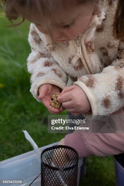 close-up of a young girl carefully putting bird seed into a bird feeder in a domestic garden in springtime. - alpha female stock pictures, royalty-free photos & images