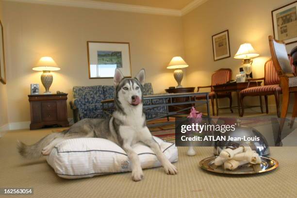 Nanouk The Star Dog Of The Film Last Trapper By Nicolas Vanier. NANOUK le chien husky, héros du film "Le dernier trappeur" de Nicolas VANIER, assis...