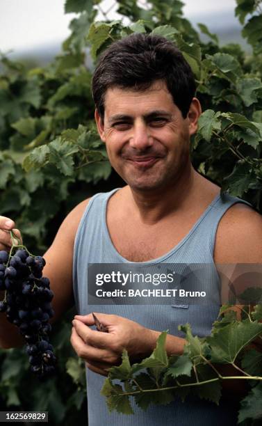 Cameron Mackintosh, Producer Of Shows At Home In The South Of France. En Provence, Cameron MACKINTOSH en tee -shirt, tenant une grappe de raisin dans...