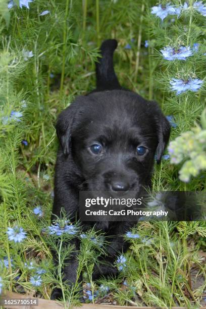 black labrador puppy - black labrador playing stock pictures, royalty-free photos & images