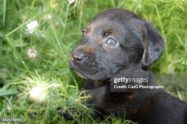 black labrador puppy - black labrador playing stock pictures, royalty-free photos & images