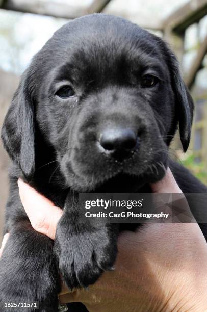 black labrador puppy - black labrador playing stock pictures, royalty-free photos & images
