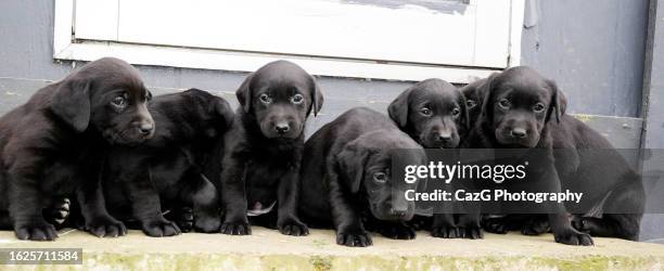 black labrador puppy - black labrador playing stock pictures, royalty-free photos & images