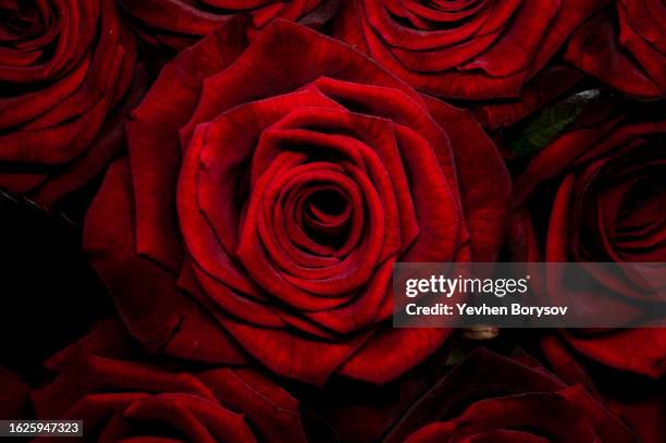 red roses close up - rose ceremony stock pictures, royalty-free photos & images