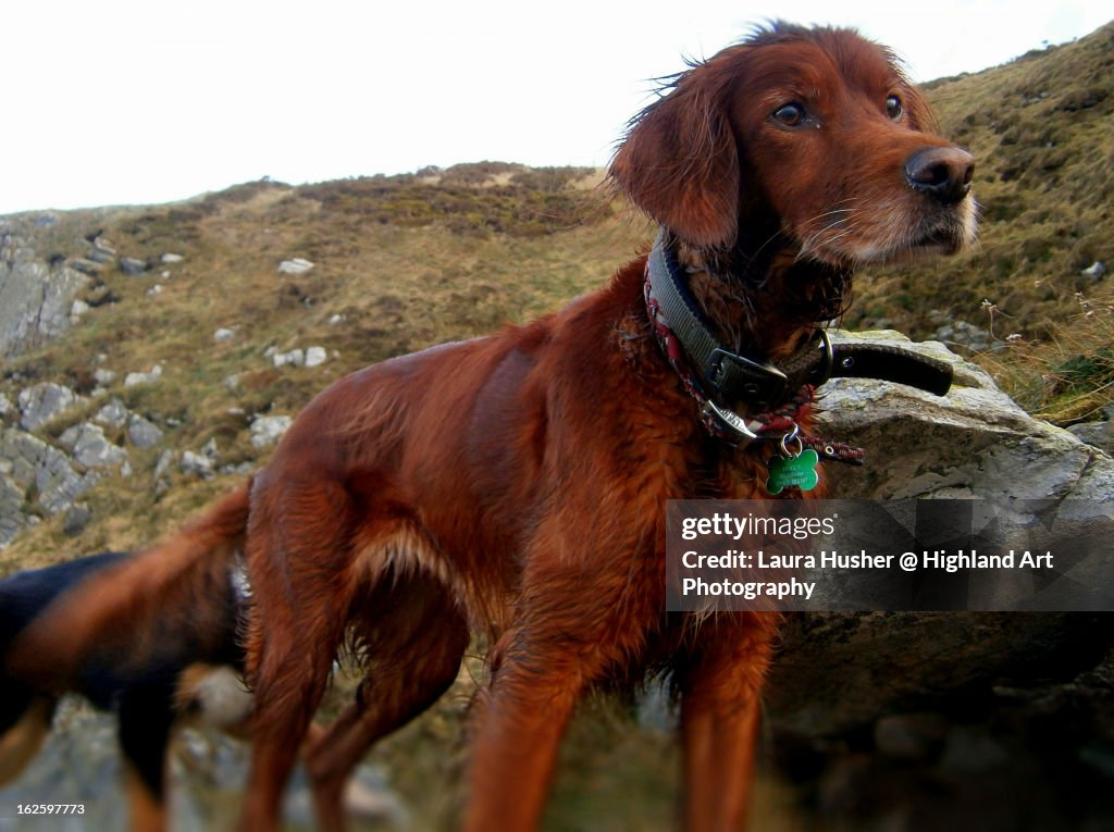 Seter Rasene Seter High-Res Stock Photo - Getty Images