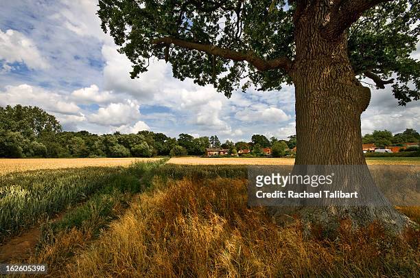 under the oak - surrey stock pictures, royalty-free photos & images