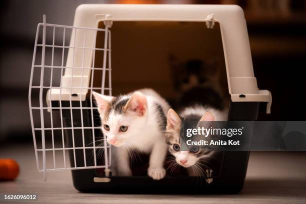 kittens in the carrier - adoption photos et images de collection