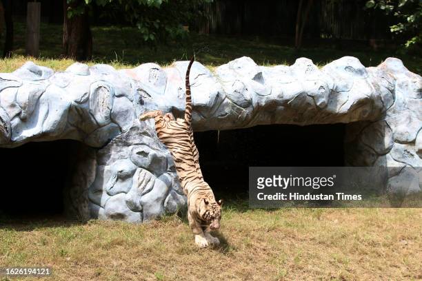 White tigress, Sita's twin cubs ''AVNI'' and ''VYOM'' seen playing as Zoo officials celebrates their first birthday at the National Zoological Park,...