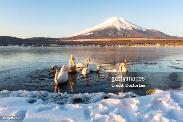 group of white swans in the frozen lake yamanakako with fuji mountain background in winter, japan - snow in tokyo ストックフォトと画像