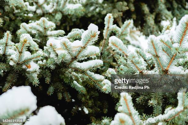 a snow-covered tree branch in winter. fir branch in snowy cold weather. background for winter holidays and vacations. - january background stock-fotos und bilder
