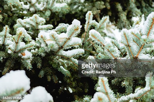 A snow-covered tree branch in winter. Fir branch in snowy cold weather. Background for winter holidays and vacations.