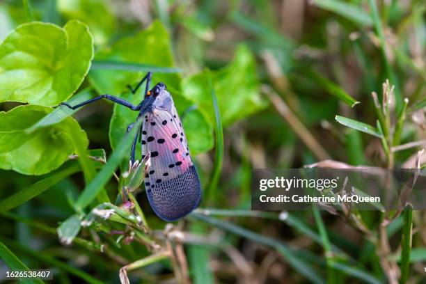 Newest Invasive Insect 630 Invasive Pests Stock Photos, High-Res Pictures, and Images - Getty ...