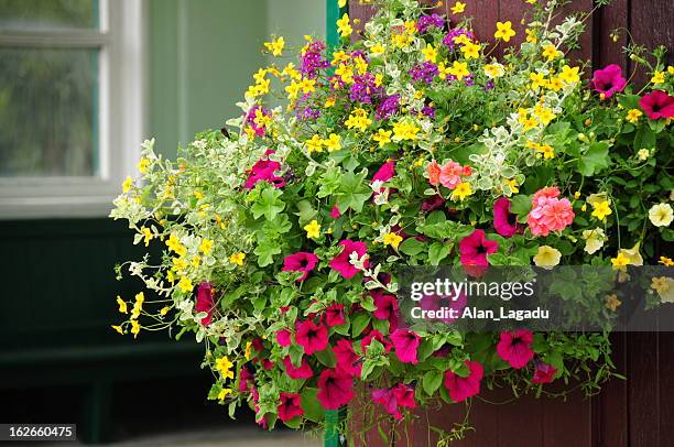 coronation park, jersey. - flower basket stock pictures, royalty-free photos & images