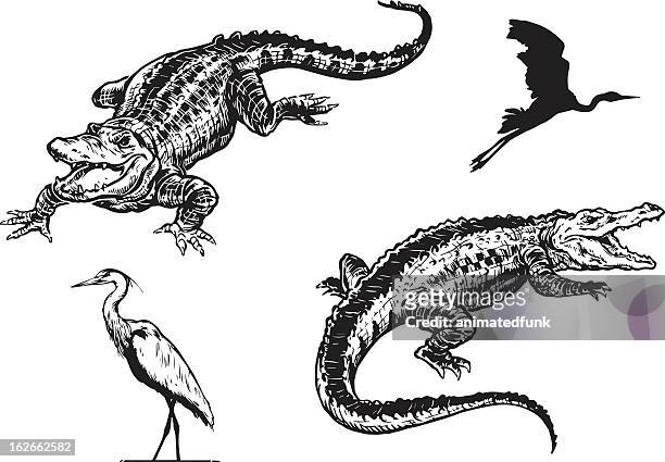 illustrazioni stock, clip art, cartoni animati e icone di tendenza di alligatore e airone azzurro - airone