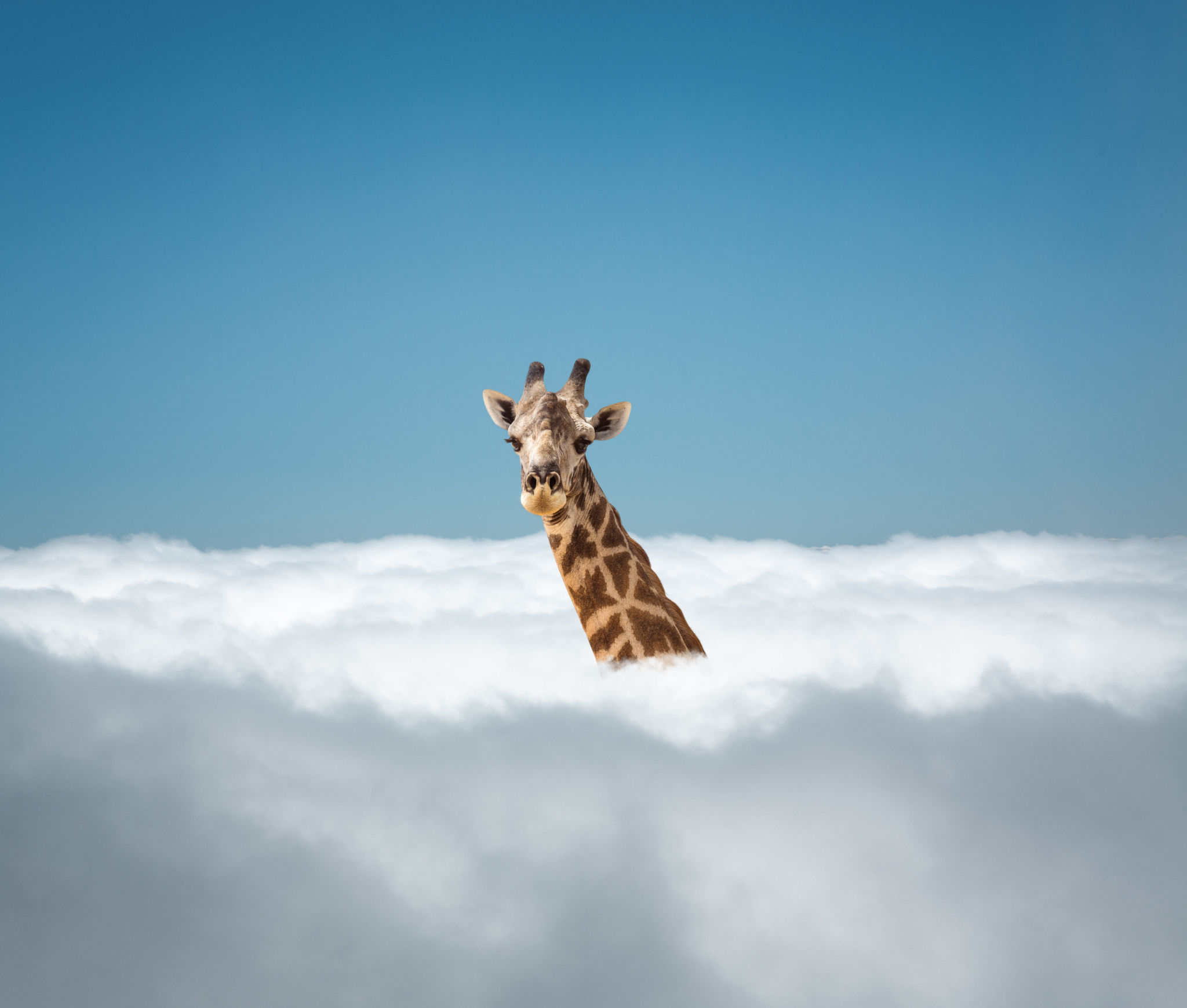 unique safari