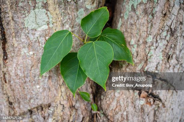 bodhi tree sprouts growing from crack of other trees. - mahabodhi temple stock pictures, royalty-free photos & images