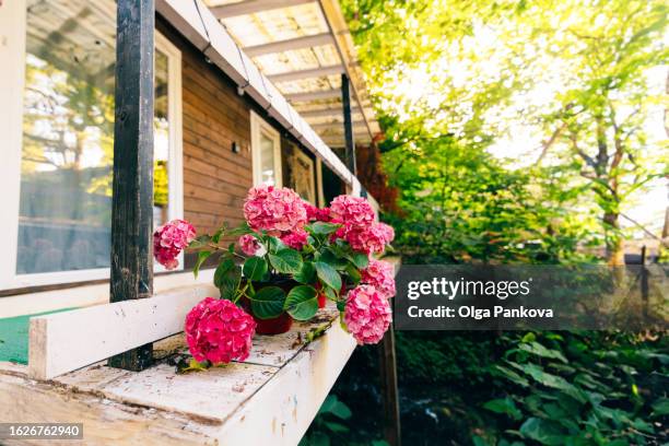 pink hydrangea flowers plants in pots on the terrace of a wooden house - private terrace balcony stock-fotos und bilder