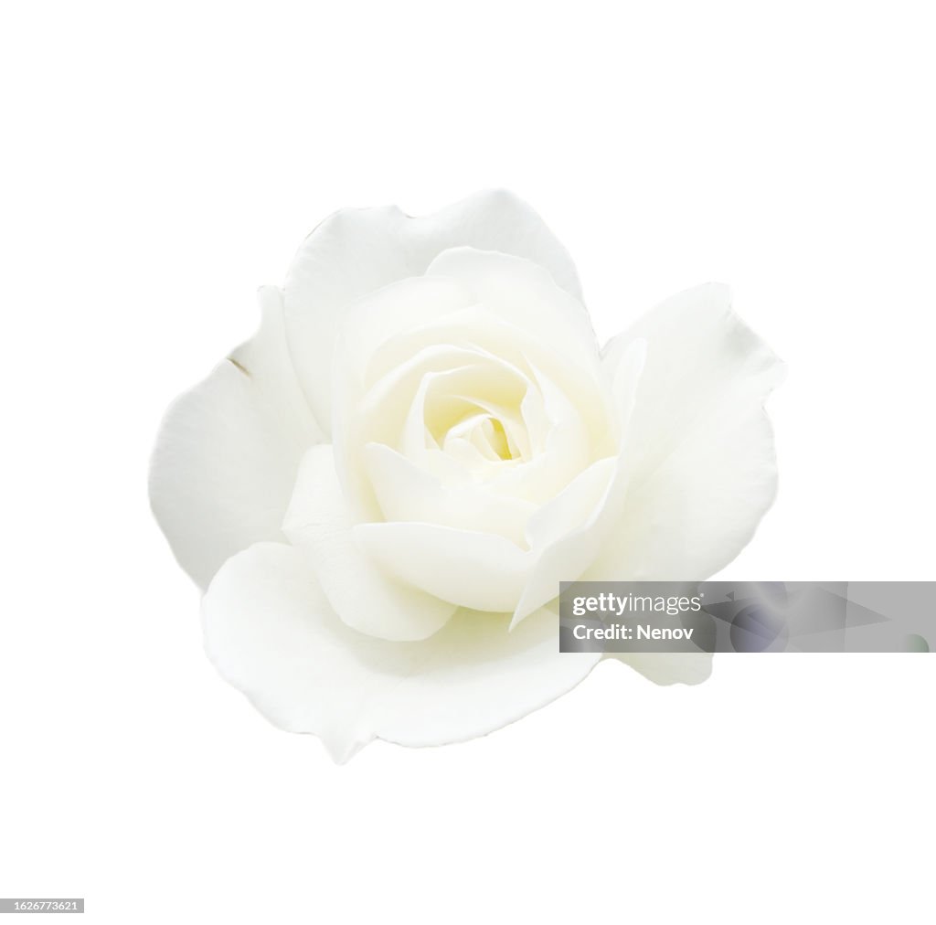 White Rose Isolated On White Background
