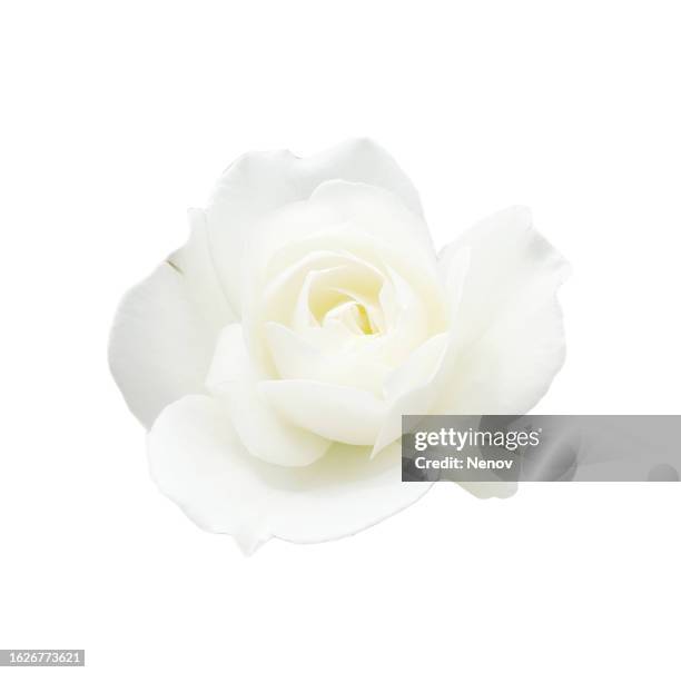 white rose isolated on white background - white rose flower stock pictures, royalty-free photos & images