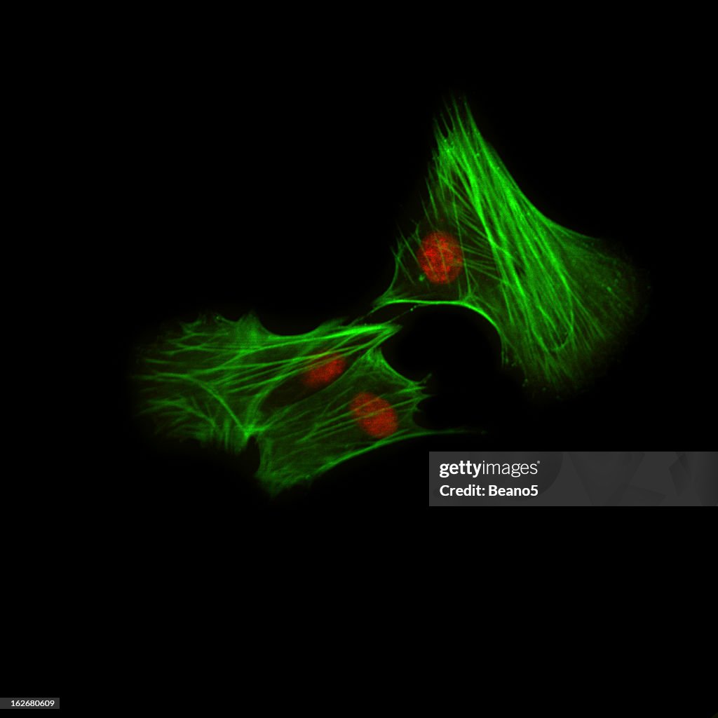Immunofluorescence Microscopy