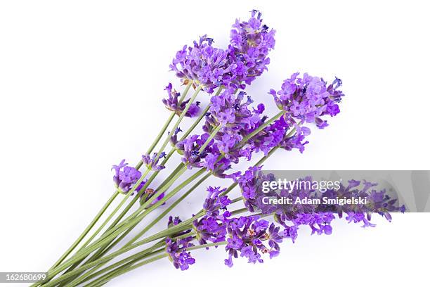 lavender - lavendel plant stockfoto's en -beelden