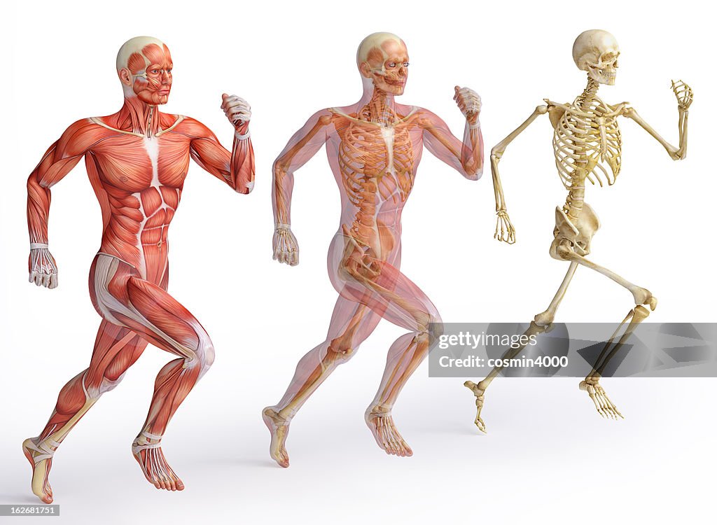 Human anatomy diagrams showing muscle and skeletal systems