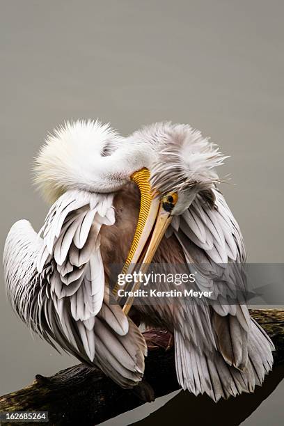 cleaning the feathers - pelecanus crispus stock pictures, royalty-free photos & images