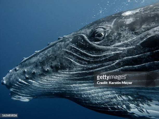 eye to eye with a humpback calf - ballenato fotografías e imágenes de stock