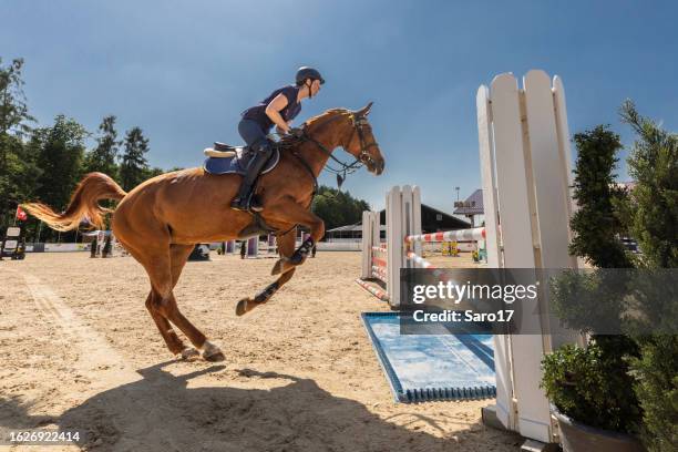 show jumper starting jump. - equestrian show jumping stock pictures, royalty-free photos & images