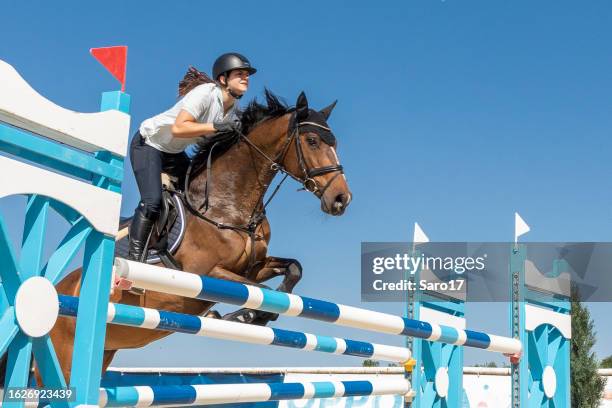 female show jumper crossing over blue ox-fence. - 馬術跳欄表演 個照片及圖片檔