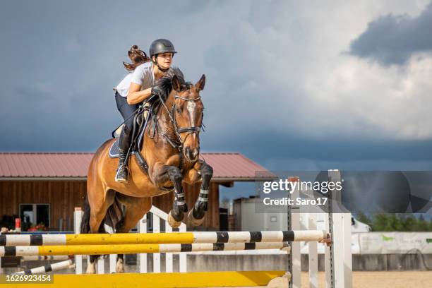 female show jumper in sunlight. - hindernisrace paardenrennen stockfoto's en -beelden