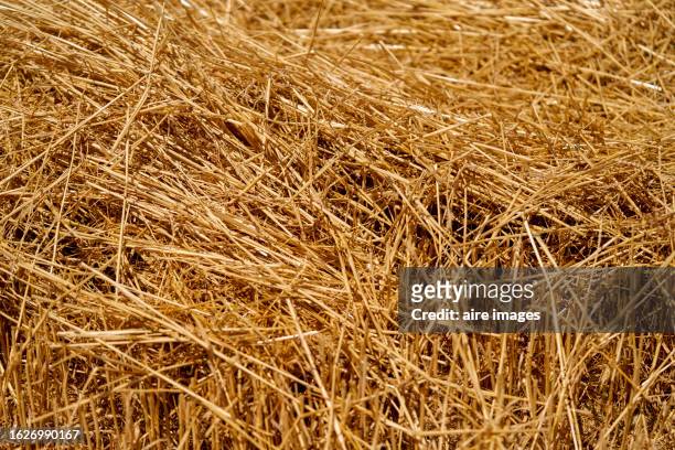 close-up of straw cut from a wheat field piled on the ground, without people, front view. - straw stockfoto's en -beelden