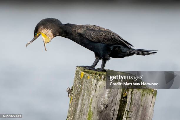 Cormorant bird on August 13, 2023 in Cardiff, Wales.