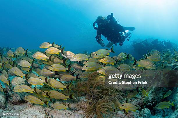 Shallow Dive Rig Scuba Diving In Florida Photos and Premium High Res Pictures - Getty Images