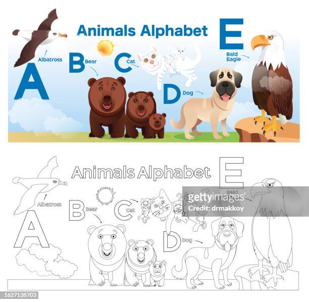 coloring page and alphabet - albatross stock illustrations
