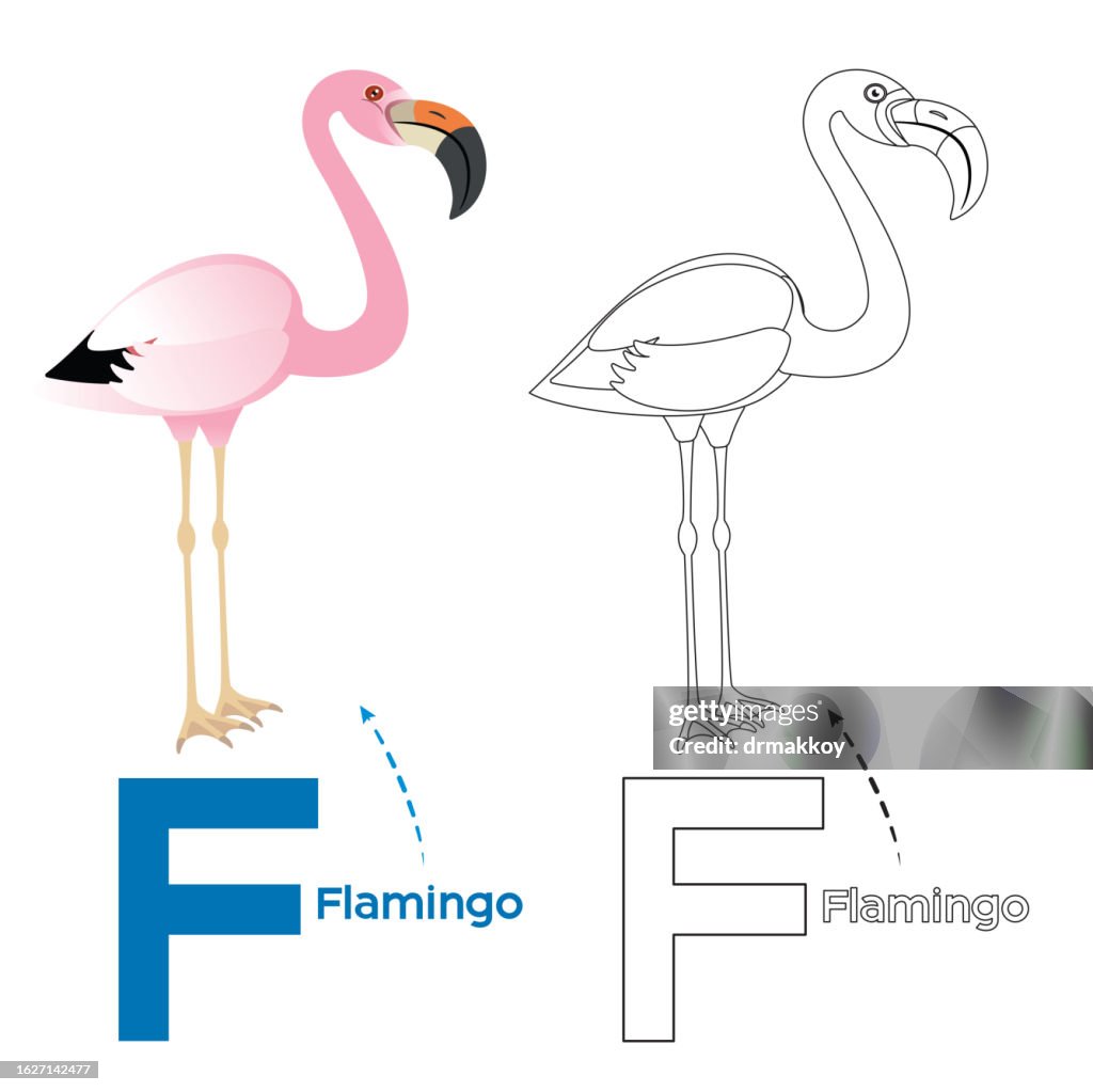 Flamingo Coloring page and alphabet