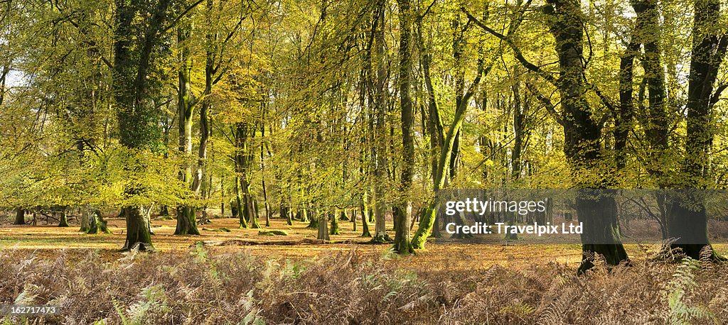 Interior of a beech forest, Hampshire, UK