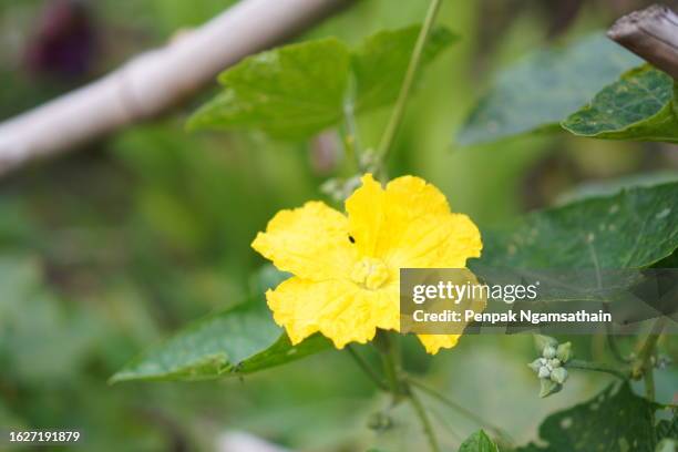 yellow flower luffa acutangular, cucurbitaceae green vegetable fresh on brown fabric in garden on nature background - loofah stock pictures, royalty-free photos & images