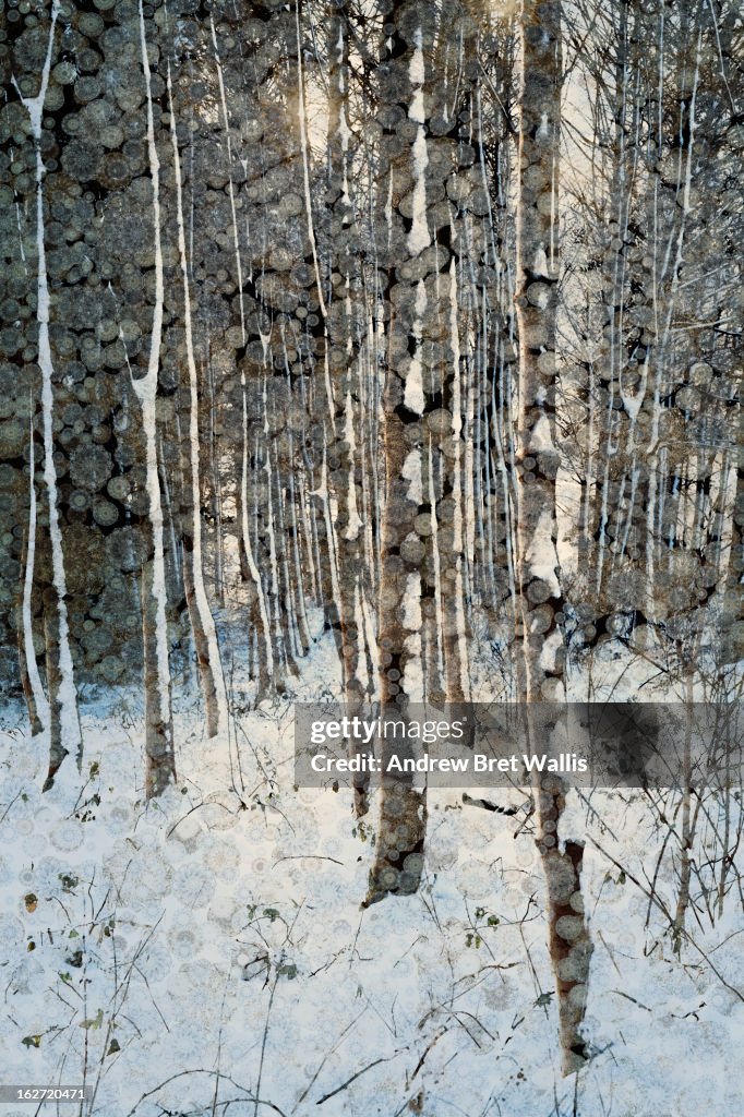 Frosty winter trees at dawn