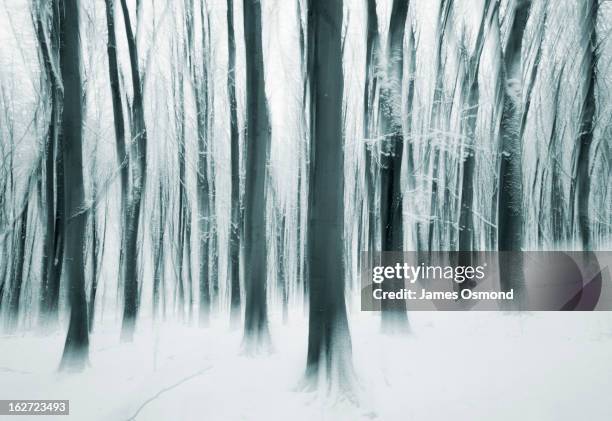 enchanted winter woods - mystery stock pictures, royalty-free photos & images