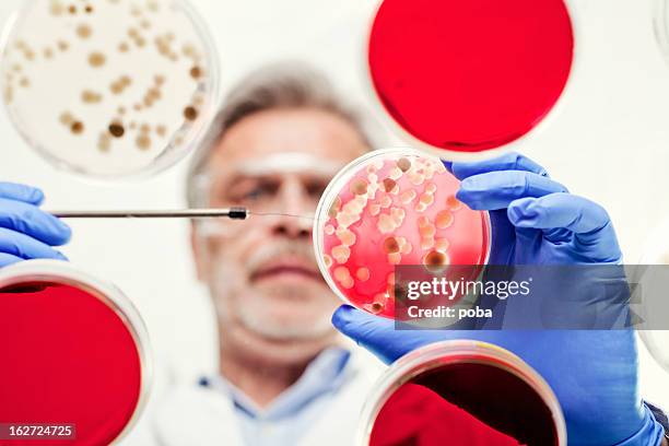 scientist examining cultures in petri dishes - agar jelly stock pictures, royalty-free photos & images