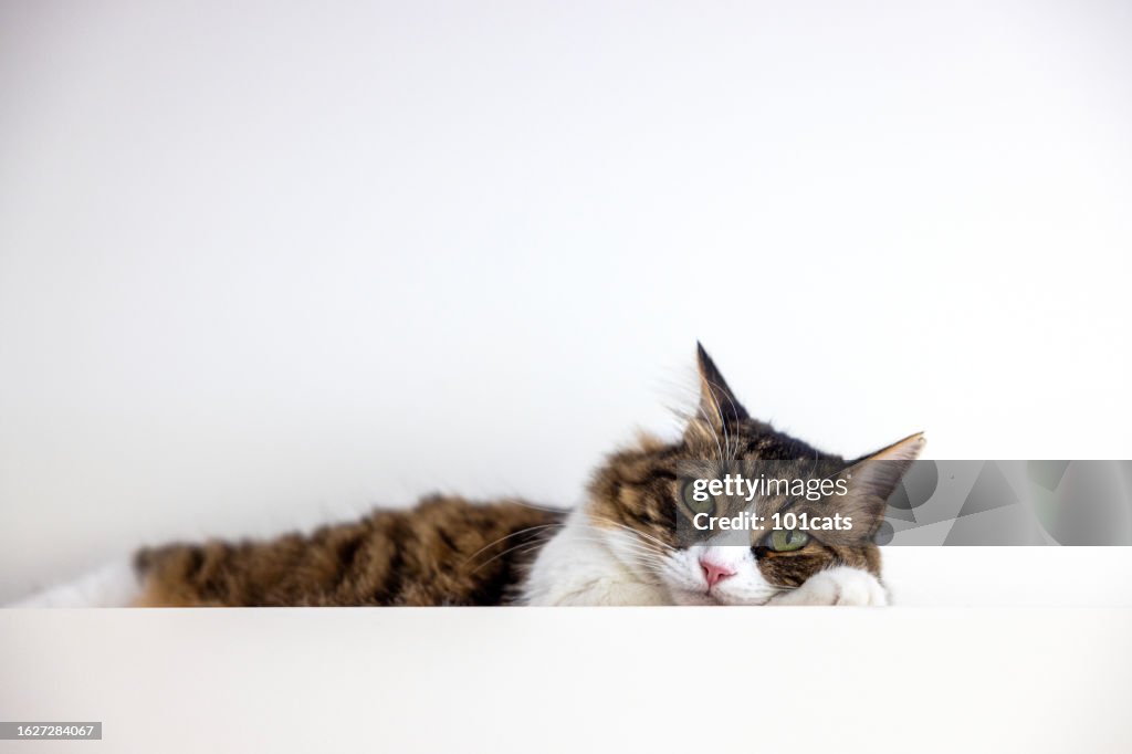 Cute cat trying to sleep