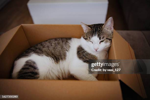 white tabby cat napping in a cardboard box - cat in box stock pictures, royalty-free photos & images