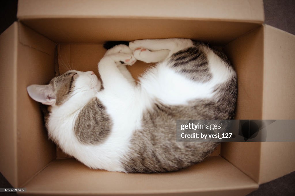Close-up of a white tabby cat napping in a cardboard box
