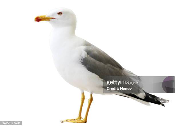 seagull isolated on white background - seagull stock pictures, royalty-free photos & images