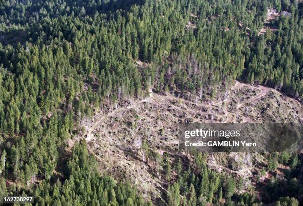 To Protect California Thousand Years Old Redwoods, Young Model Julia Hill, 24 Years Old, Lives Since December 10Th, 1997 On The Top Of One Of Them At...