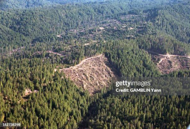 To Protect California Thousand Years Old Redwoods, Young Model Julia Hill, 24 Years Old, Lives Since December 10Th, 1997 On The Top Of One Of Them At...